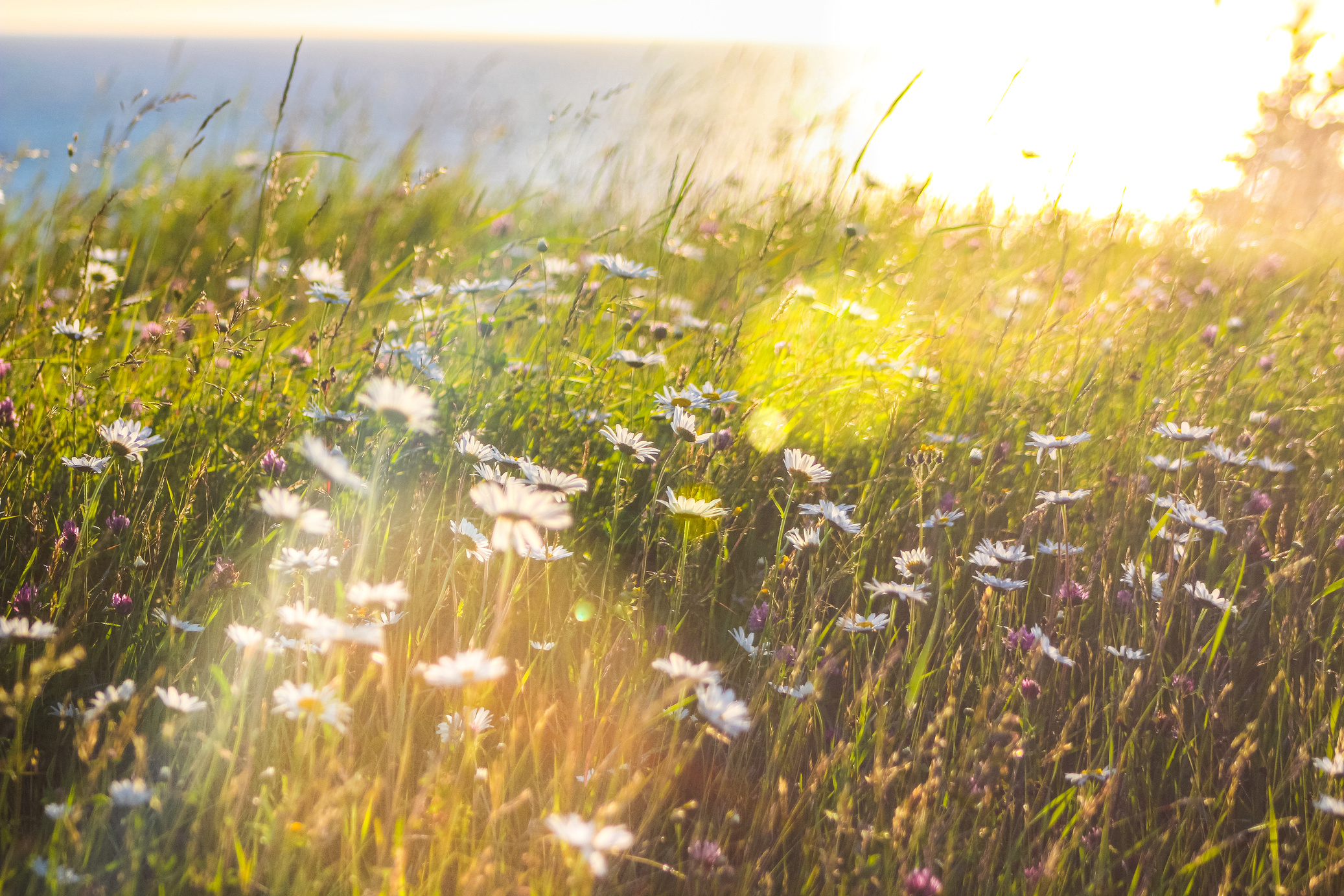 White Petaled Flowers at Daytime